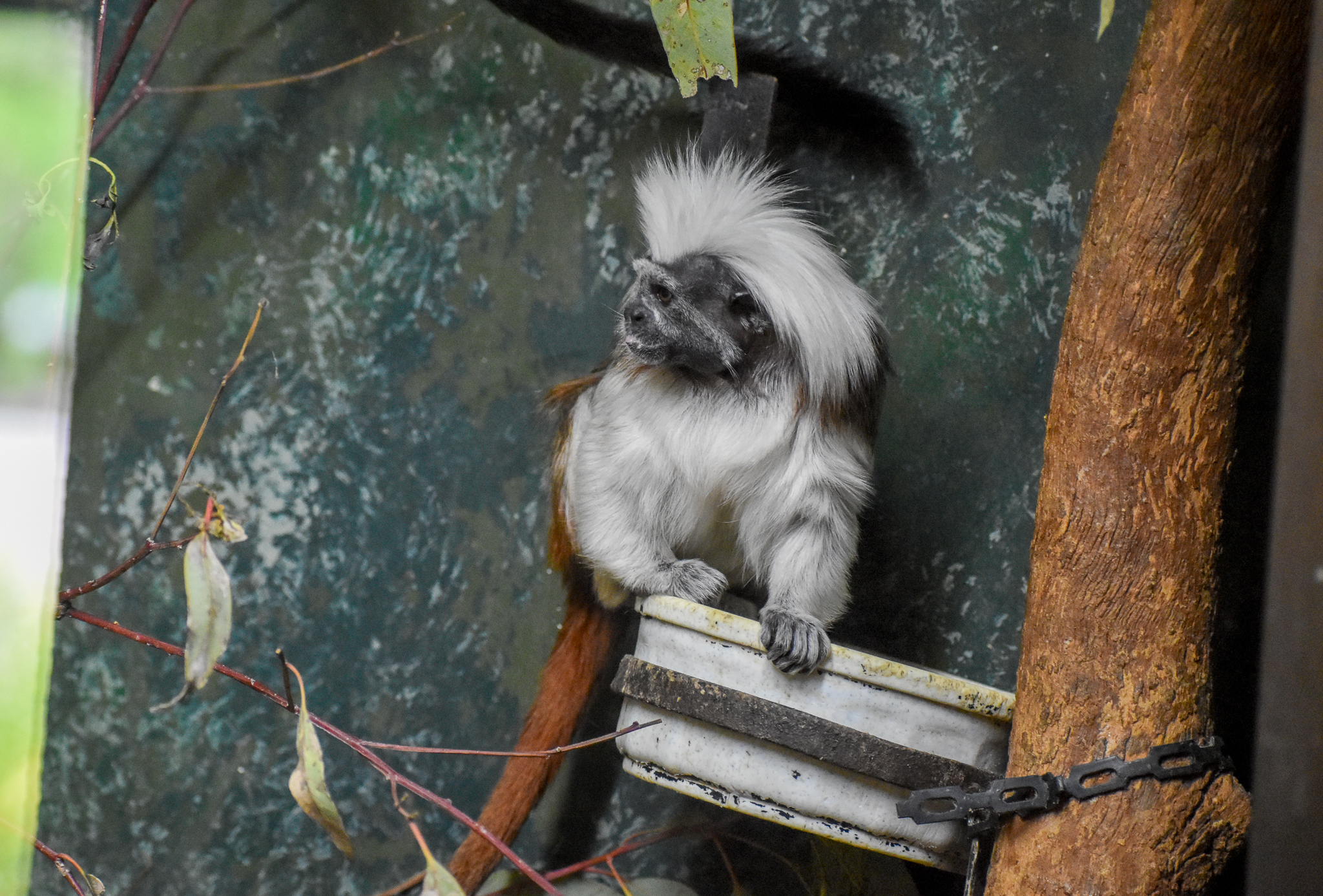 Cottontop Tamarin