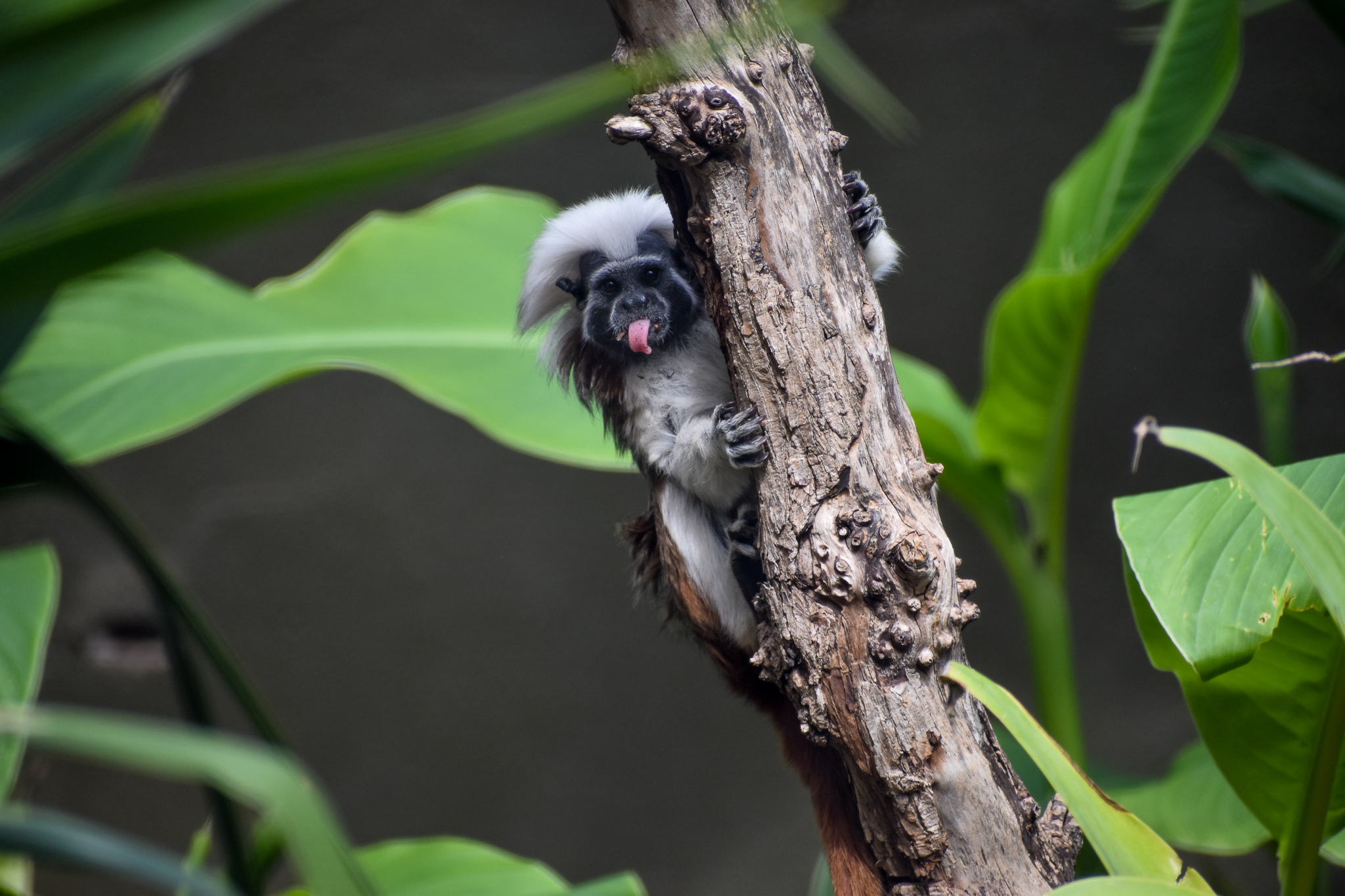 Cottontop Tamarin