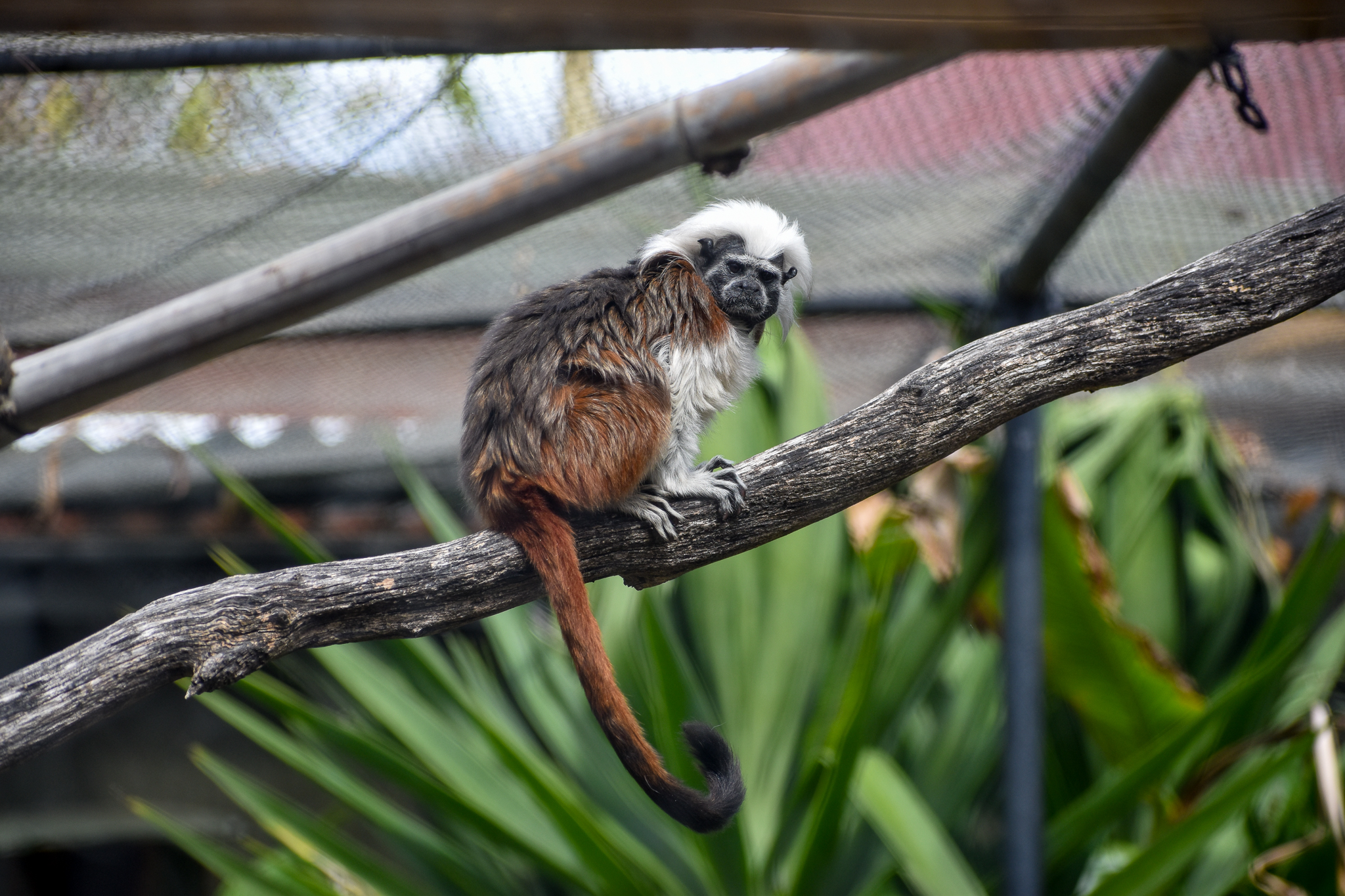 Cottontop Tamarin