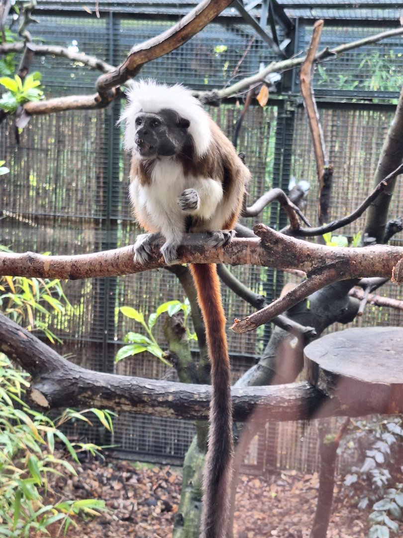Cottontop Tamarin