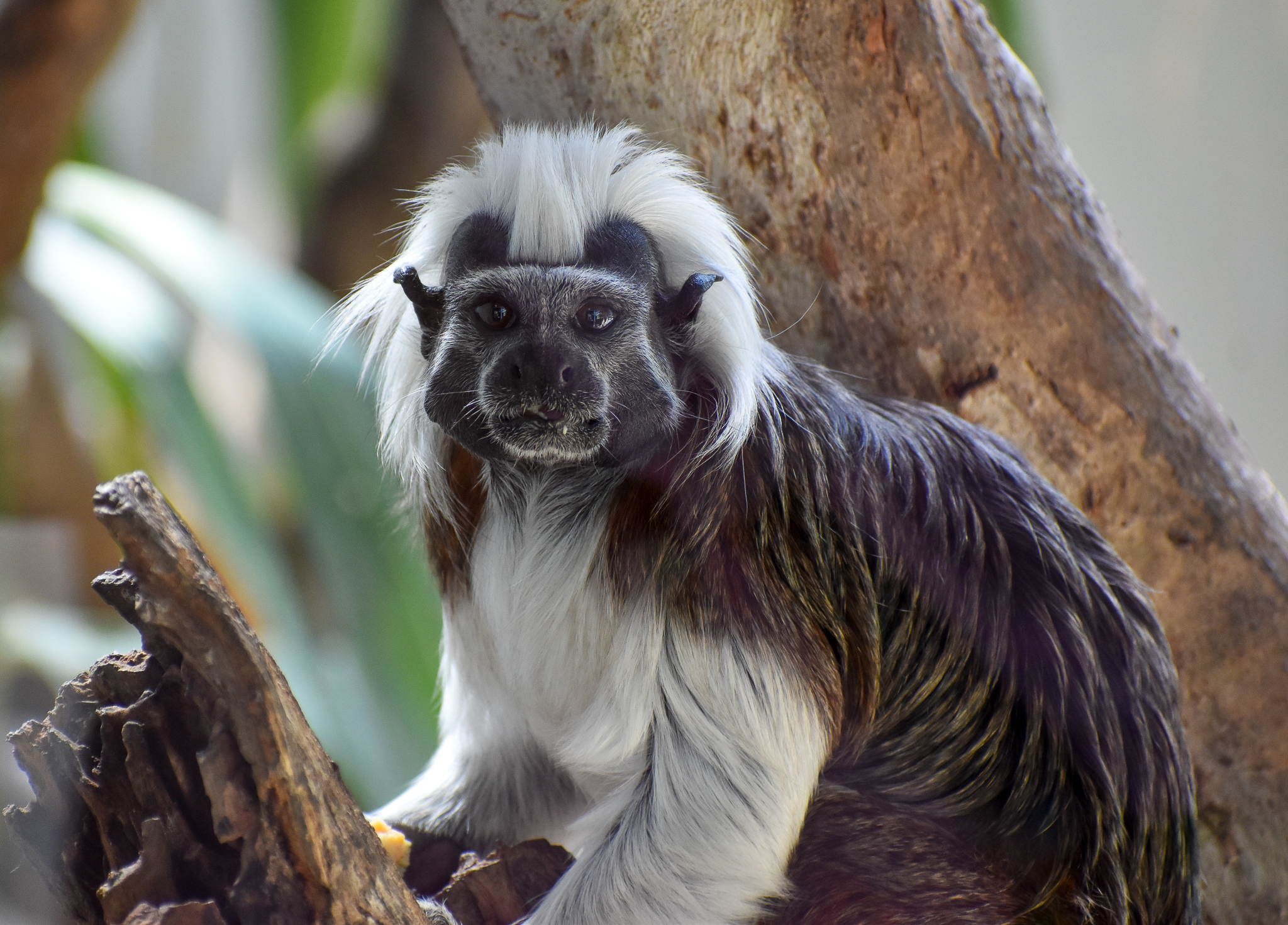 Cottontop Tamarin