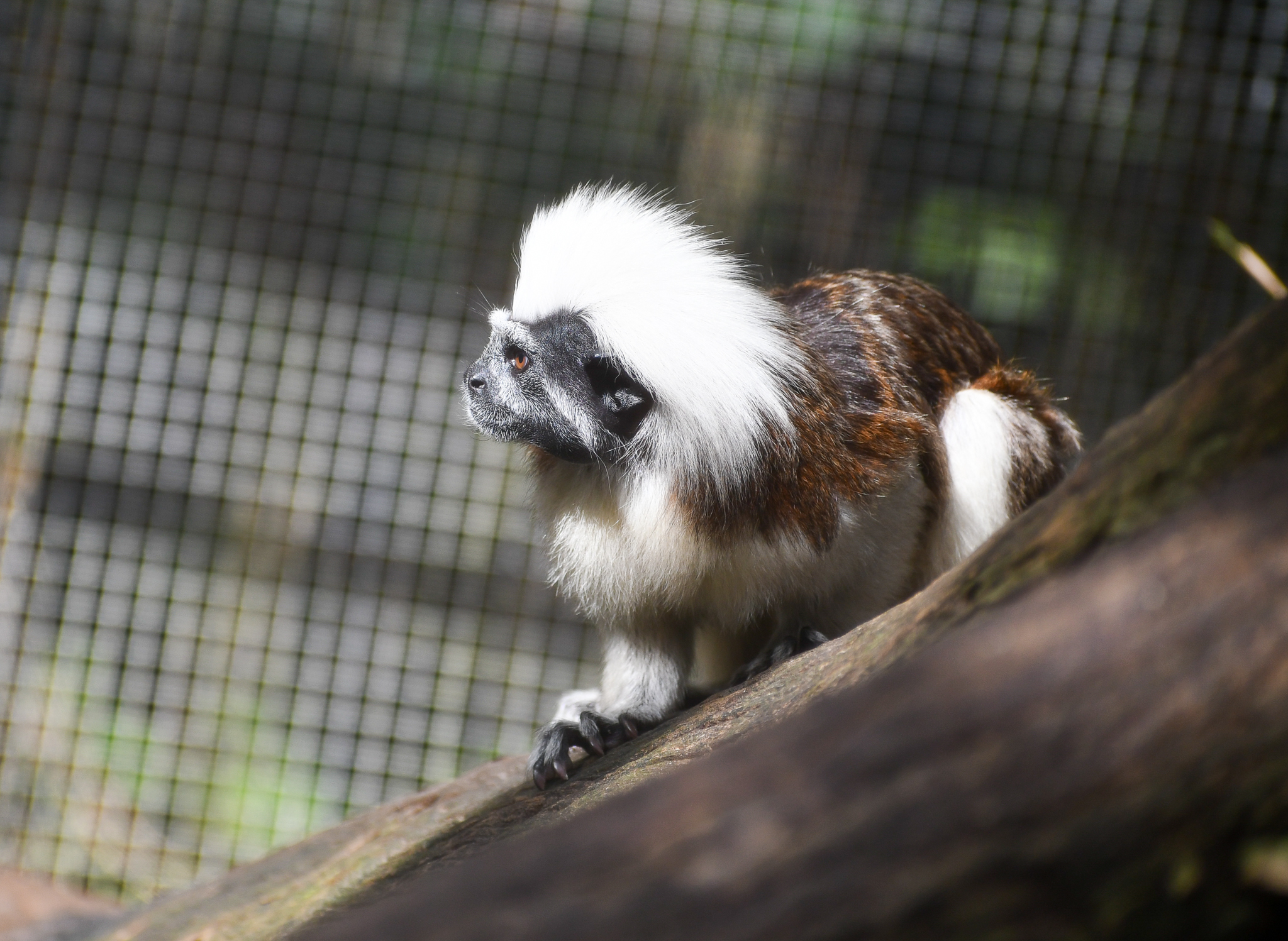 Cottontop Tamarin