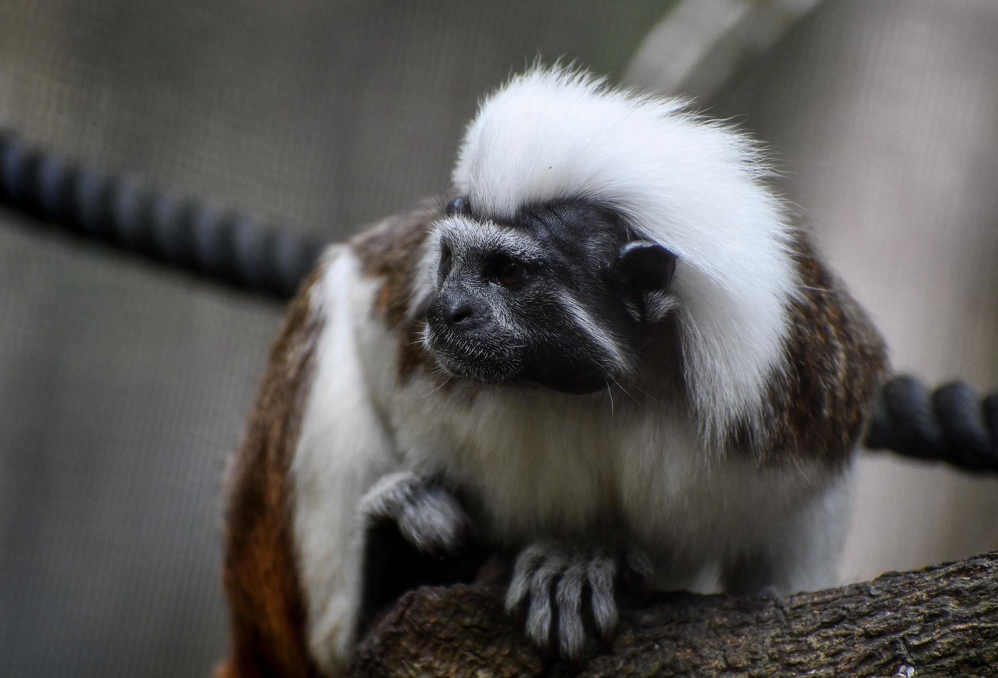 Cottontop Tamarin