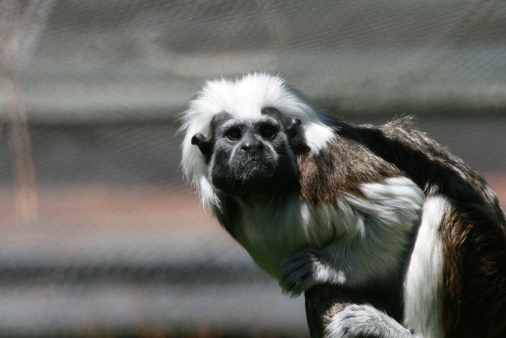 Cottontop Tamarin
