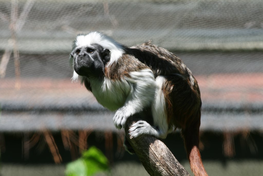 Cottontop Tamarin
