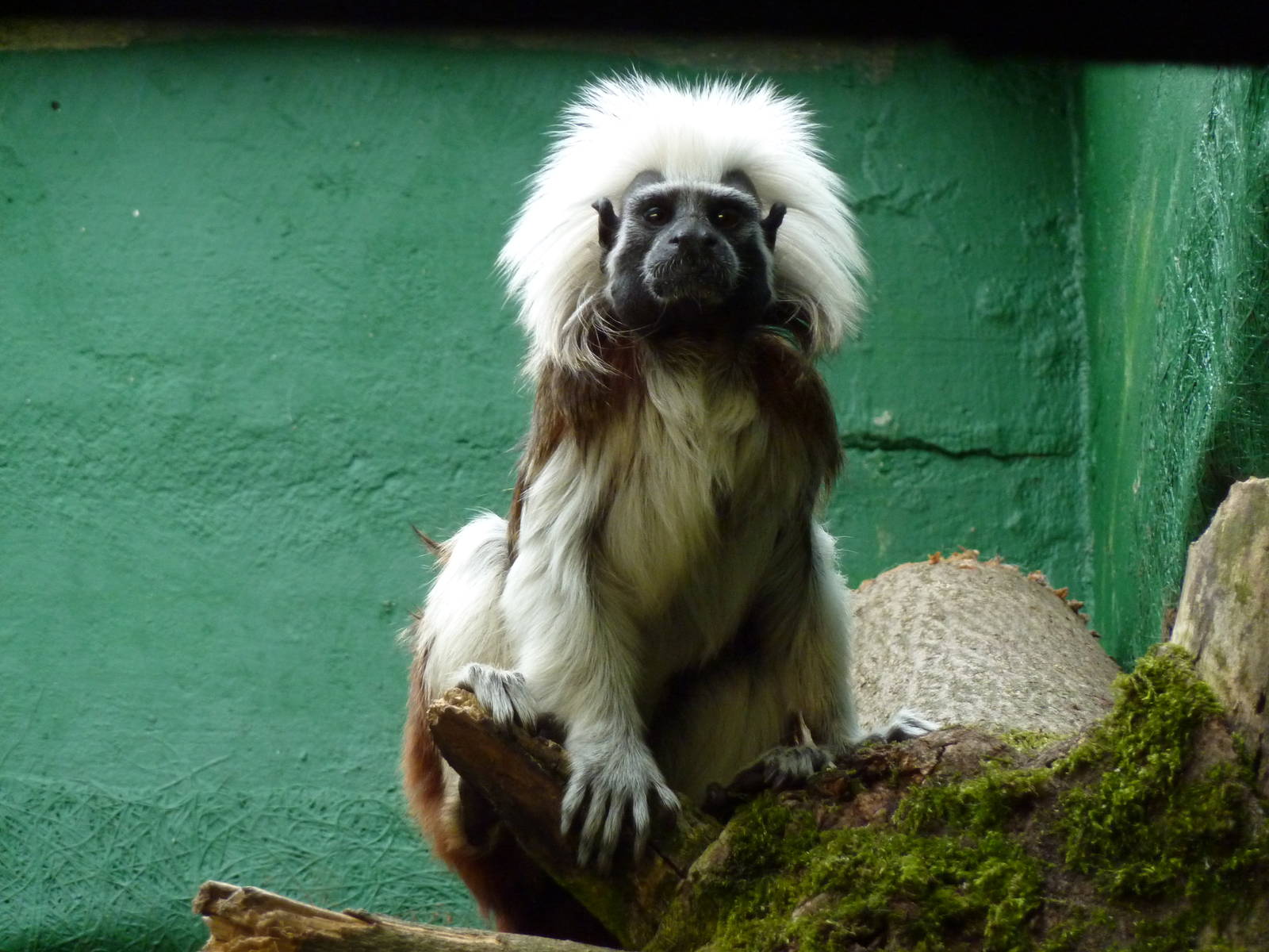 Cottontop tamarin