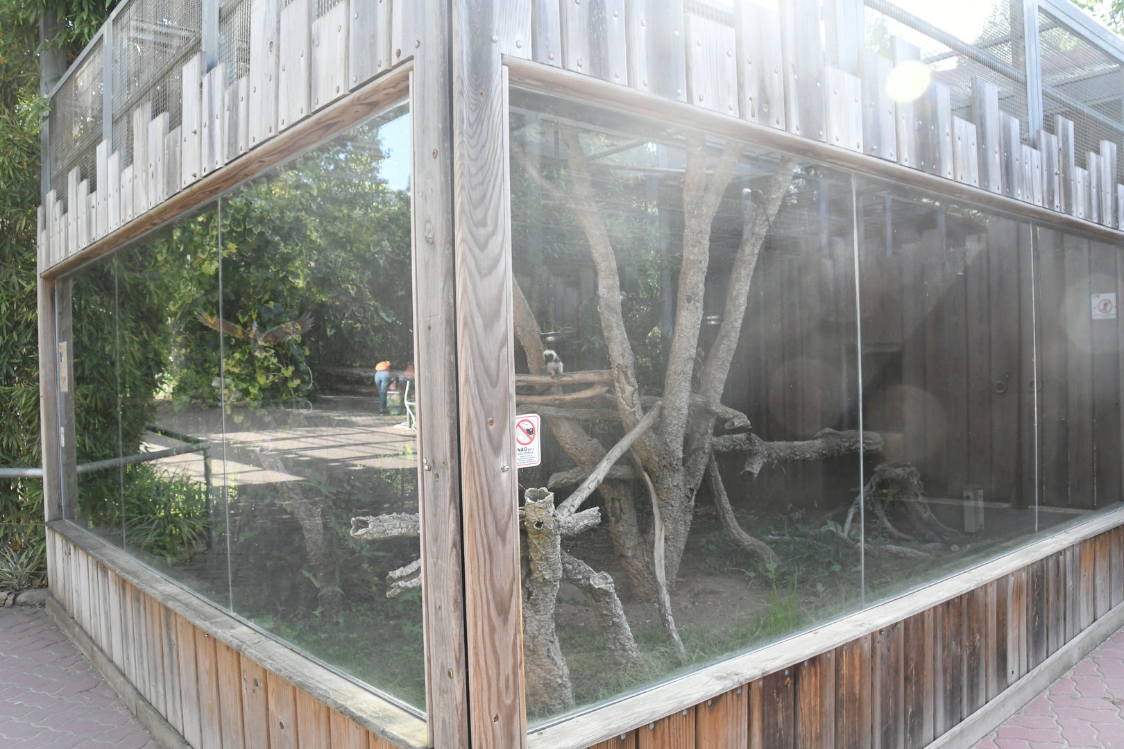 Cottontop Tamarins exhibit