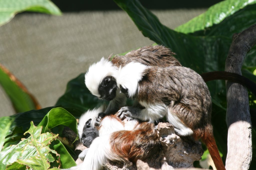 Cottontop Tamarins - grooming session