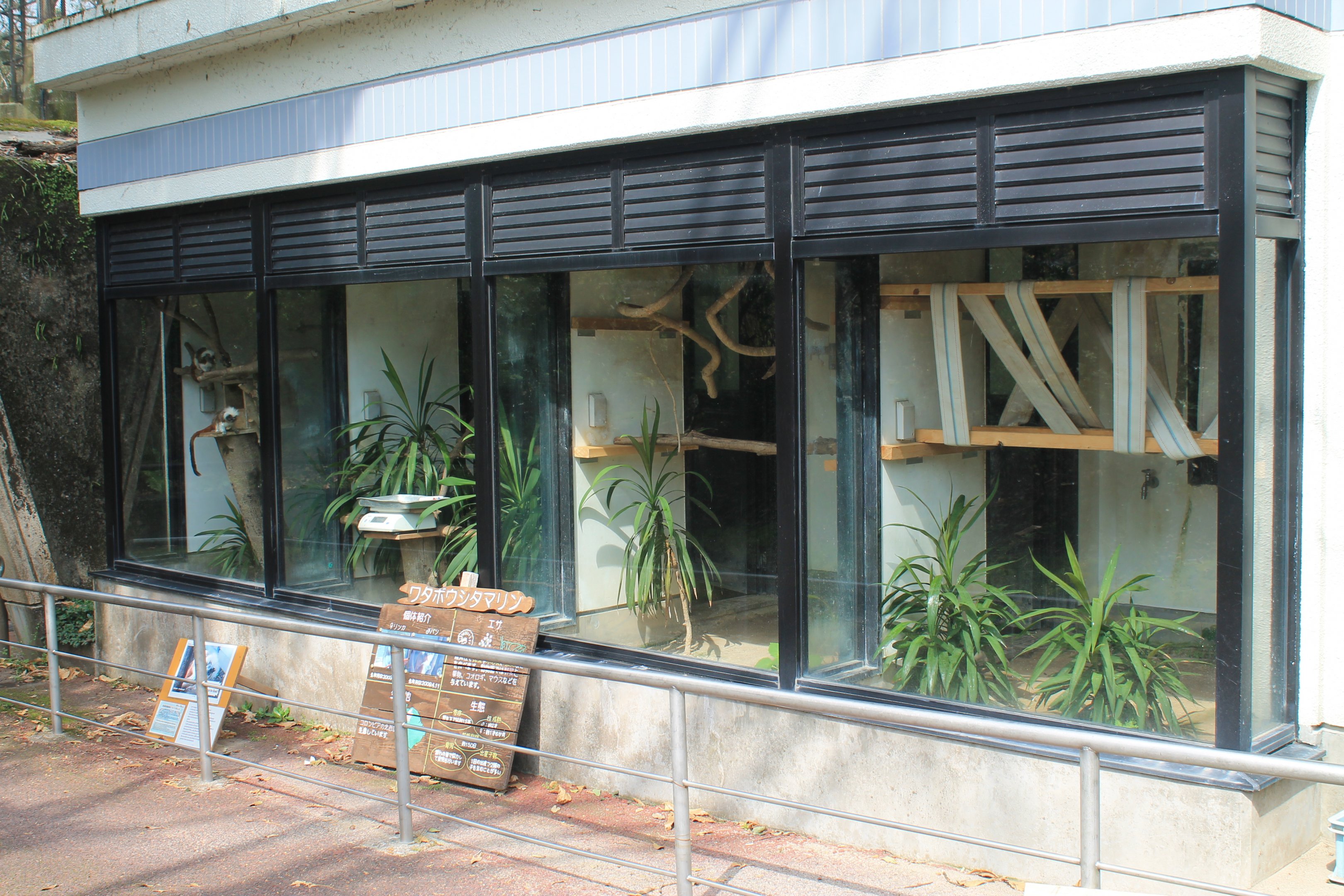 Cottontop Tamarins - Hirakawa Zoo (Kagoshima)