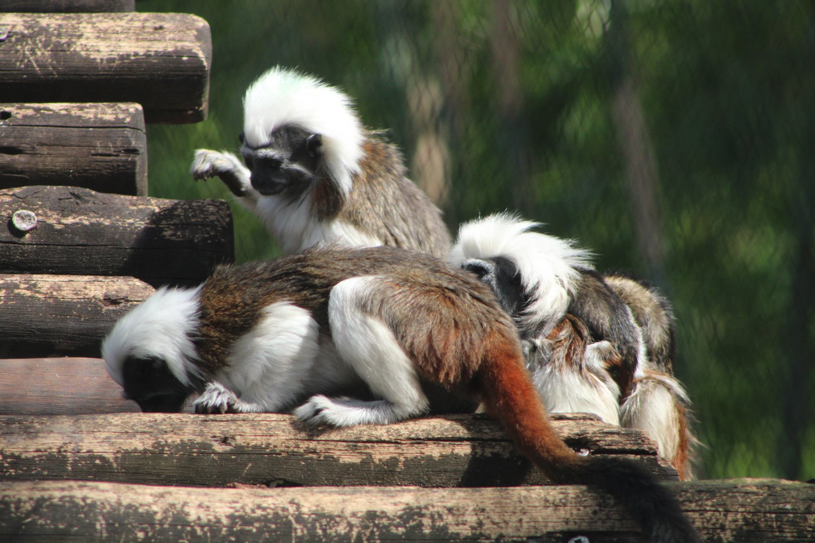 Cottontop Tamarins (Sagiunus oedipus)