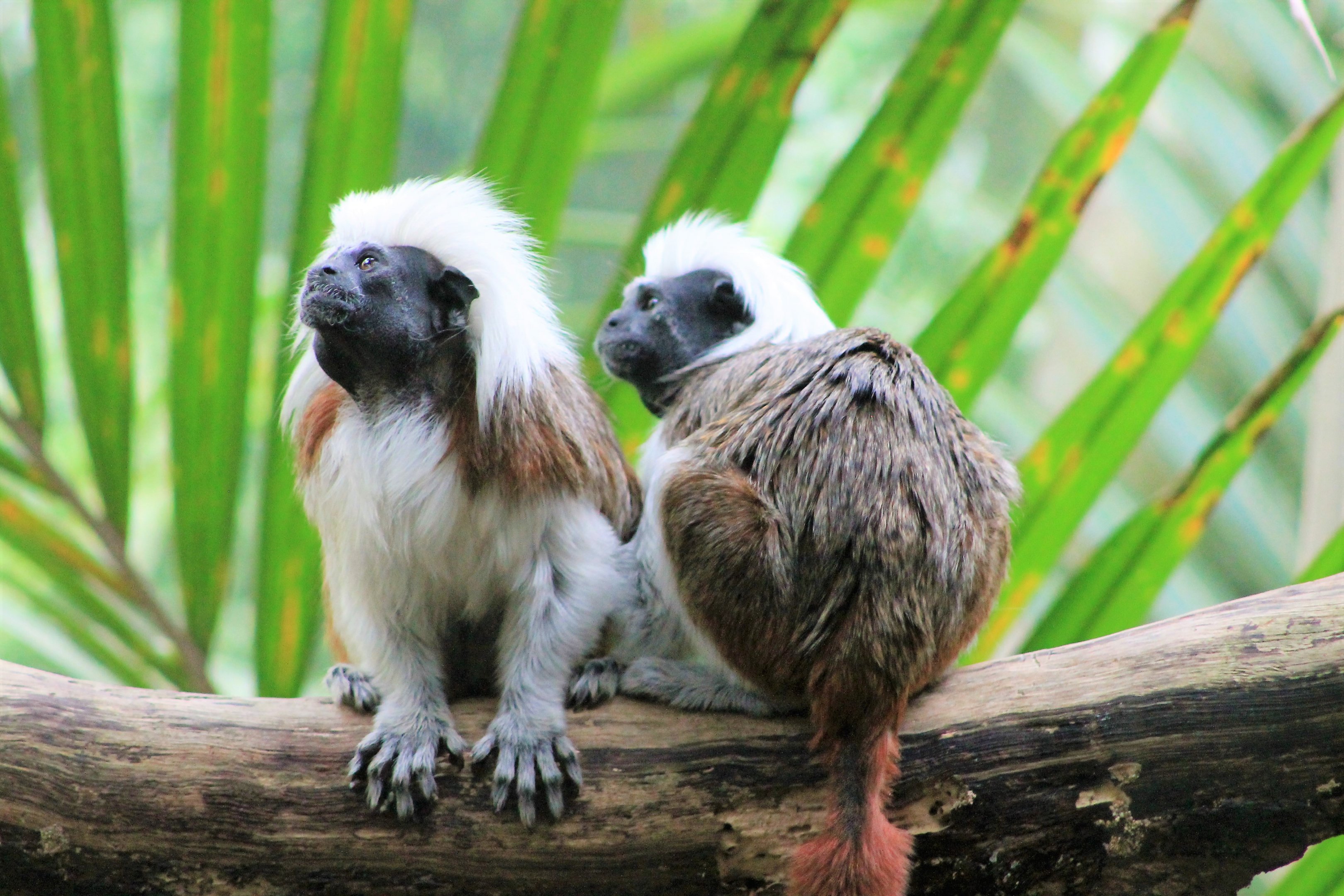 Cottontop Tamarins (Saguinus oedipus)