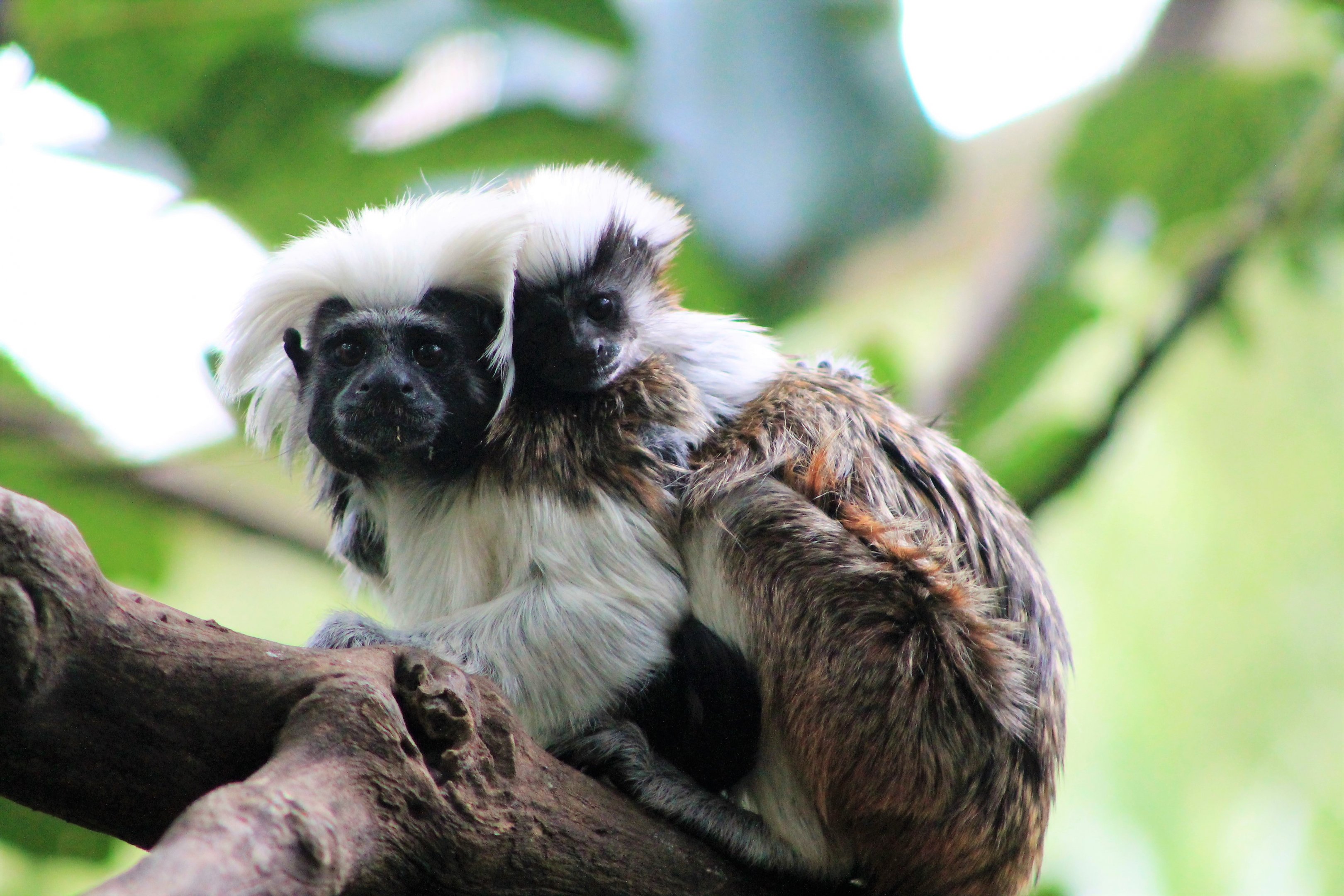 Cottontop Tamarins (Saguinus oedipus)