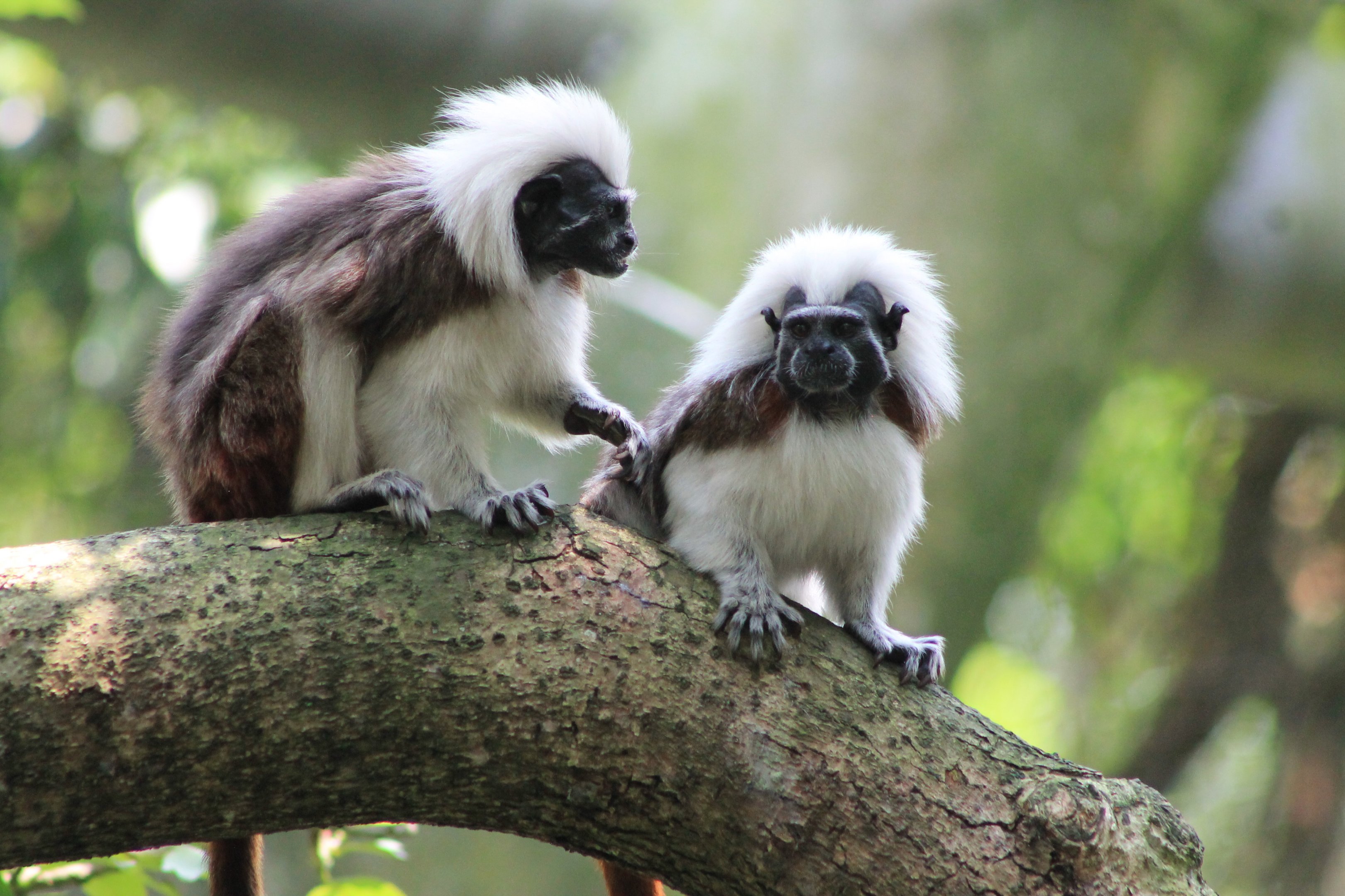 Cottontop Tamarins (Saguinus oedipus)