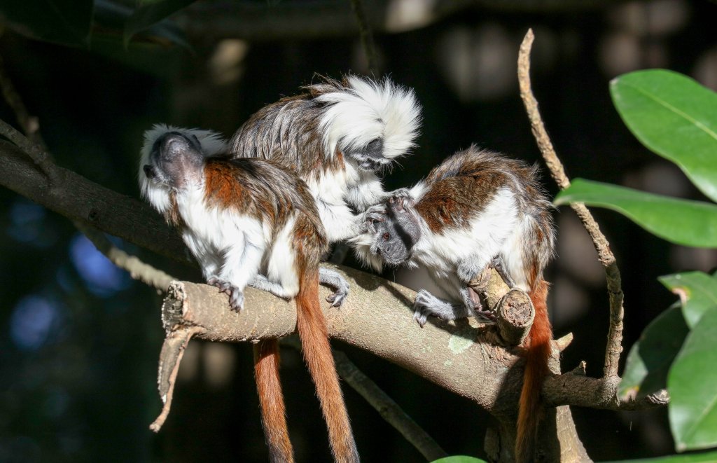 Cottontop Tamarins