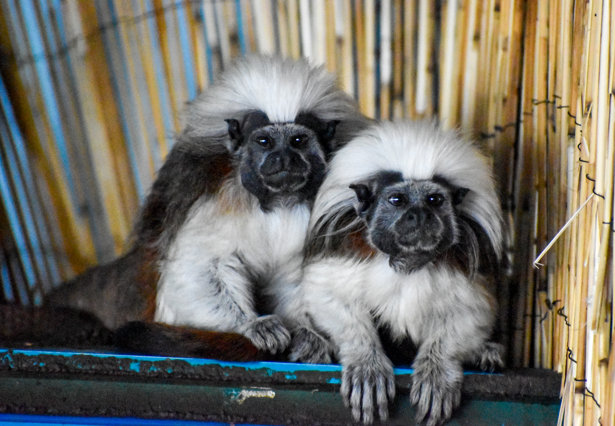 Cottontop Tamarins