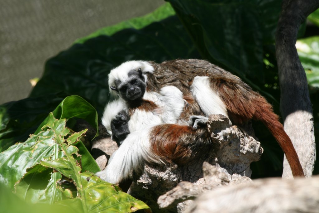 Cottontop Tamarins