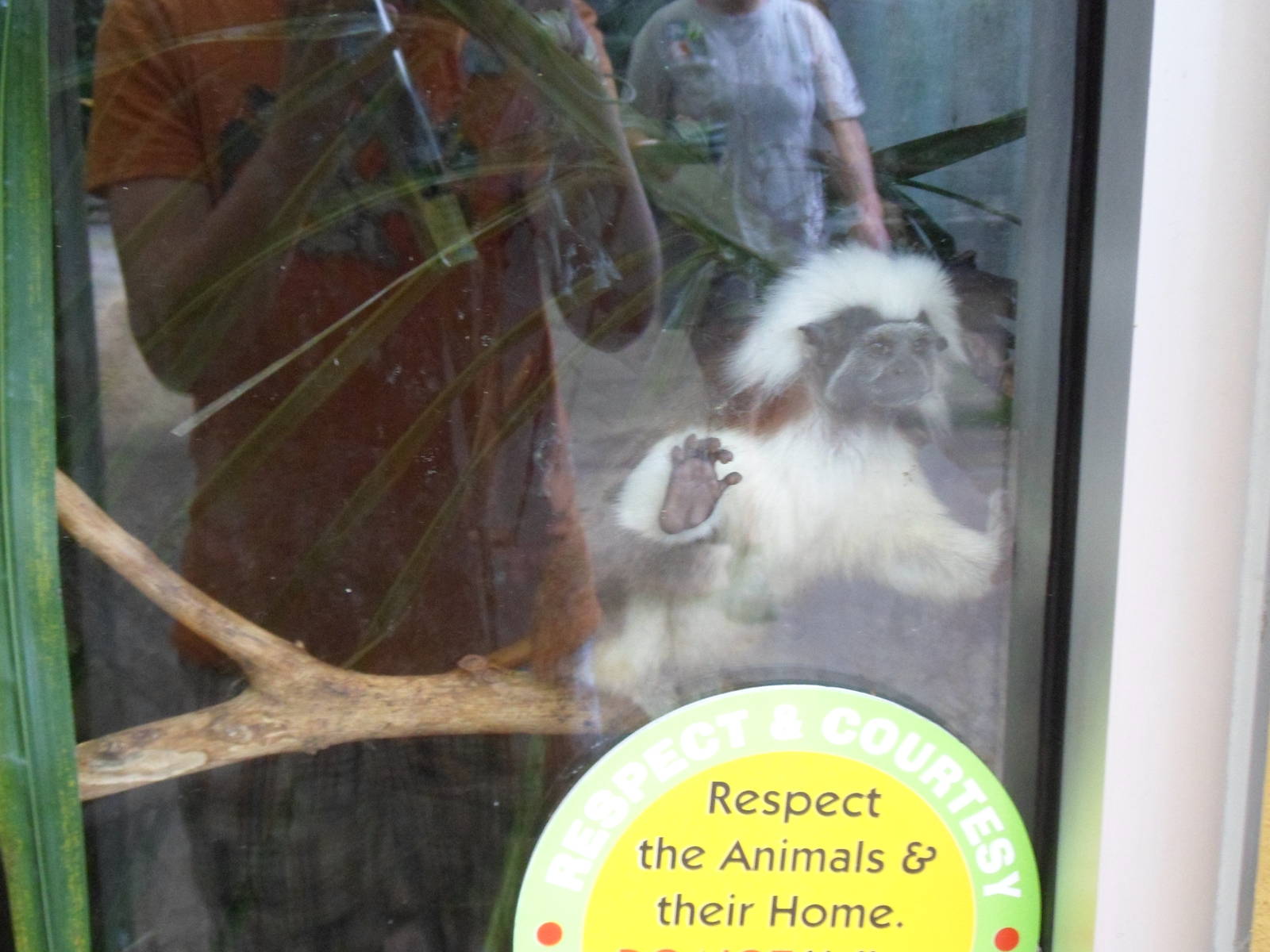 Cottton Topped Tamerin