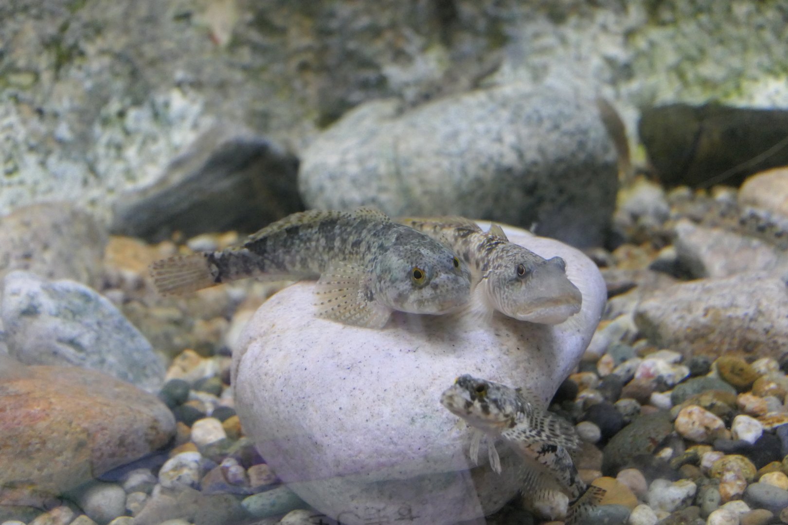 Cottus hangiongensis, Rhinogobius similis and Cottus sp. "medium egg type"  - Uozu Aquarium