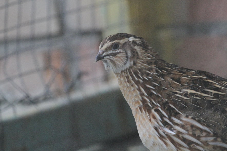 Coturnix coturnix