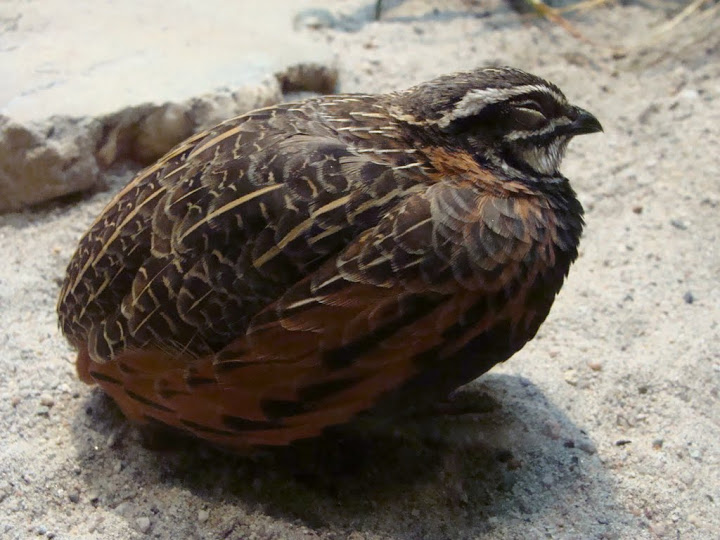 Coturnix delegorguei
