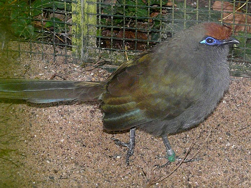 Coua reynaudii / Red-fronted coua at Zoo Wuppertal