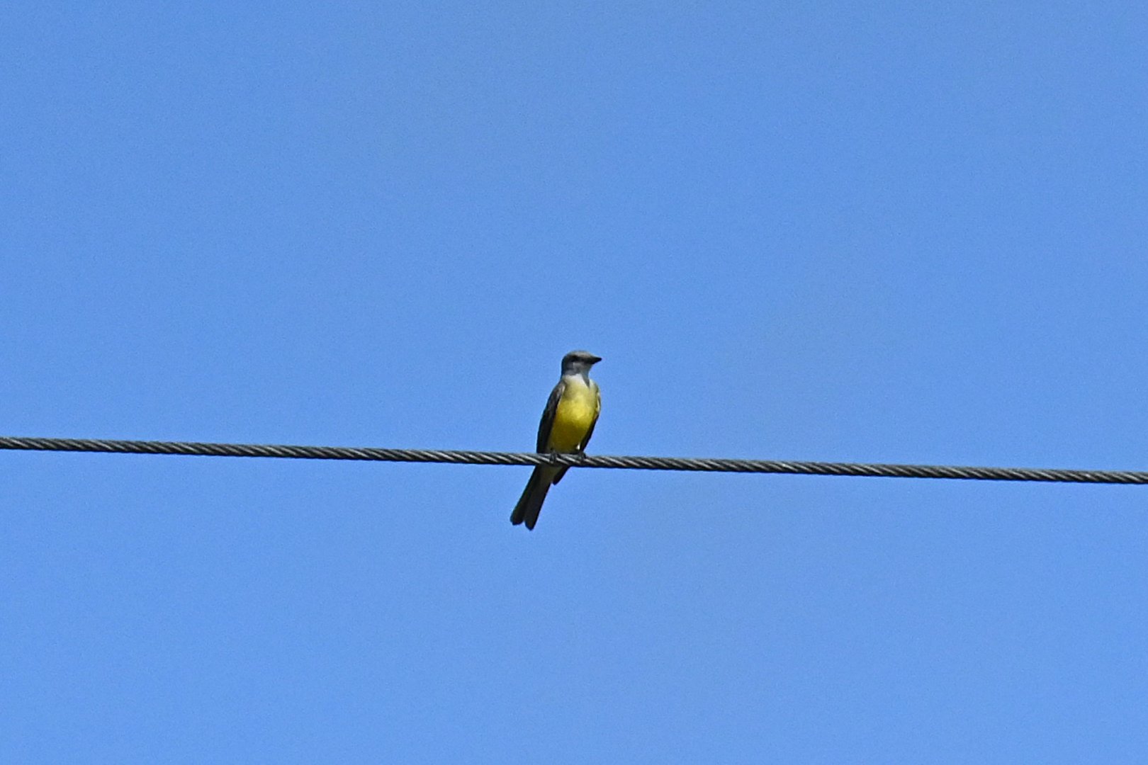 Couch's kingbird (Tyrannus couchii)