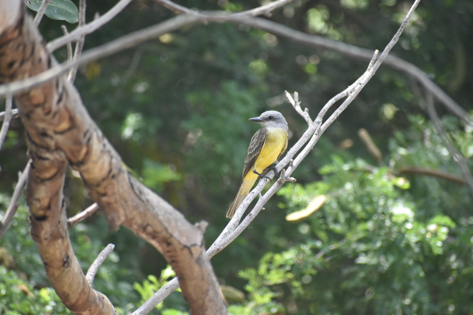 Couch's kingbird(?) wild