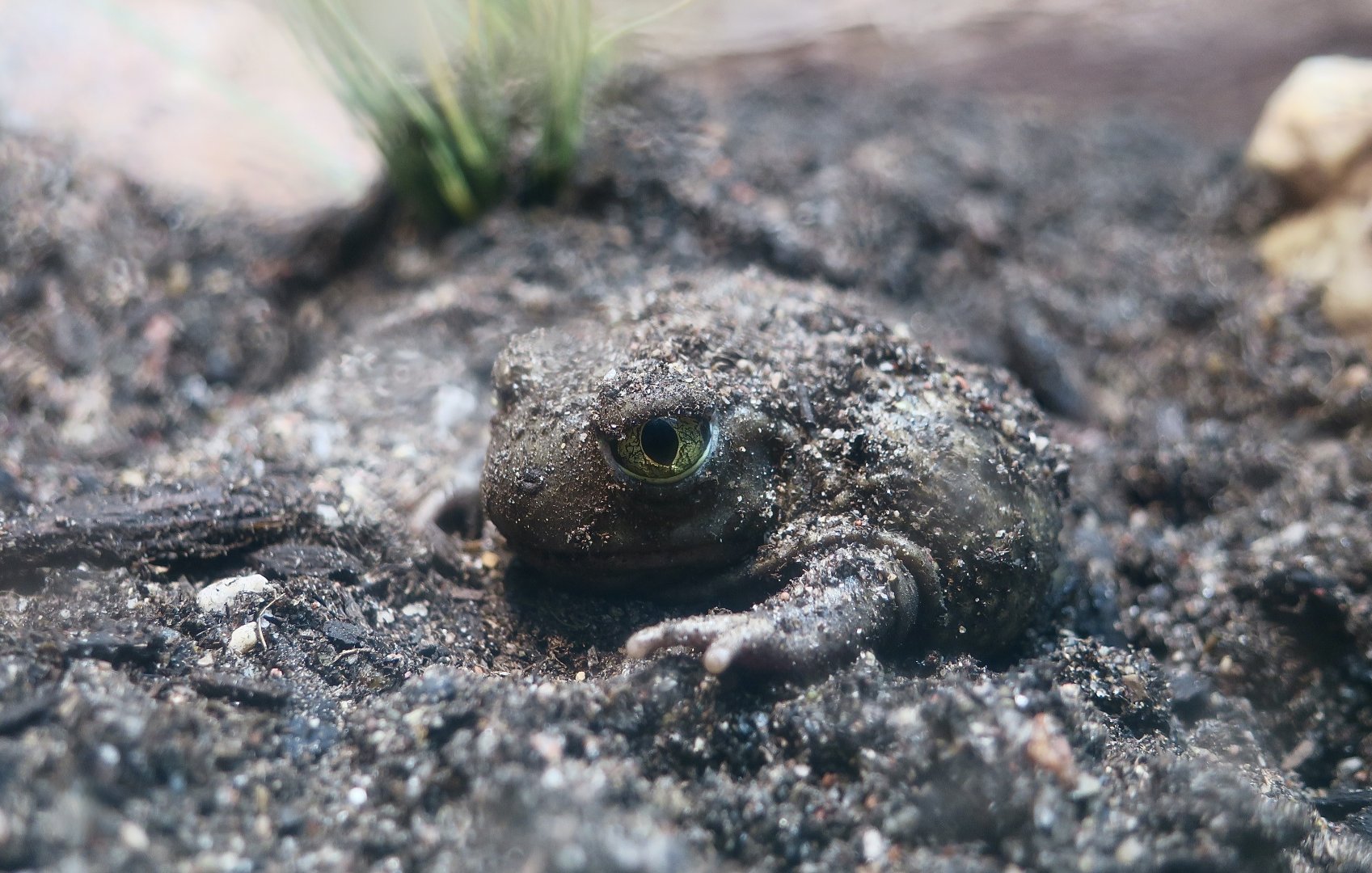 Couch's Spadefoot (Scaphiopus couchii)
