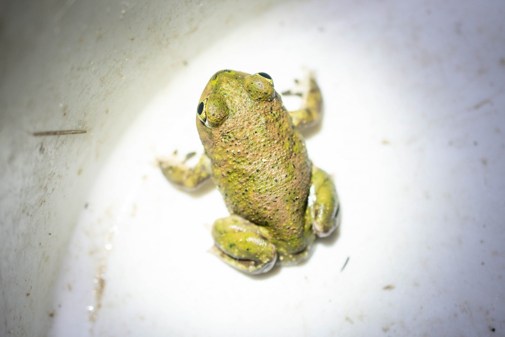 Couch's Spadefoot Toad- Scaphiopus couchi