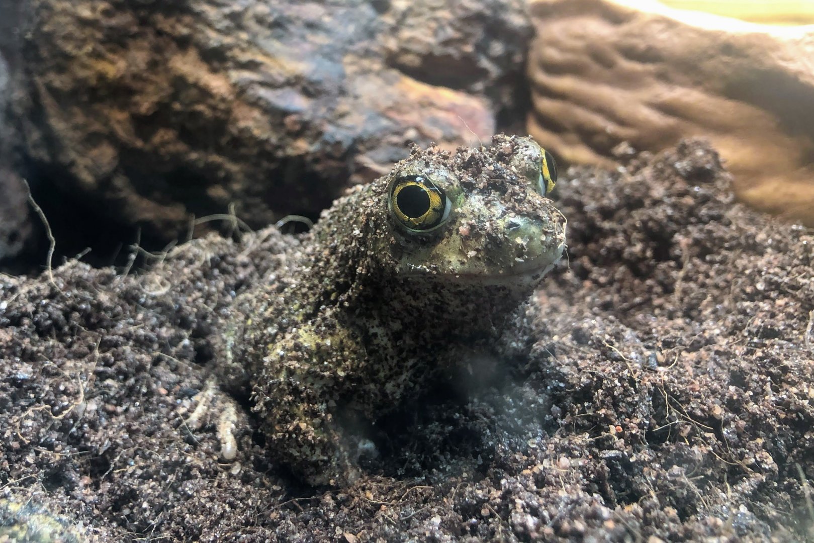 Couch's Spadefoot Toad