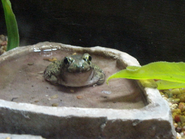 Couch's Spadefoot Toad