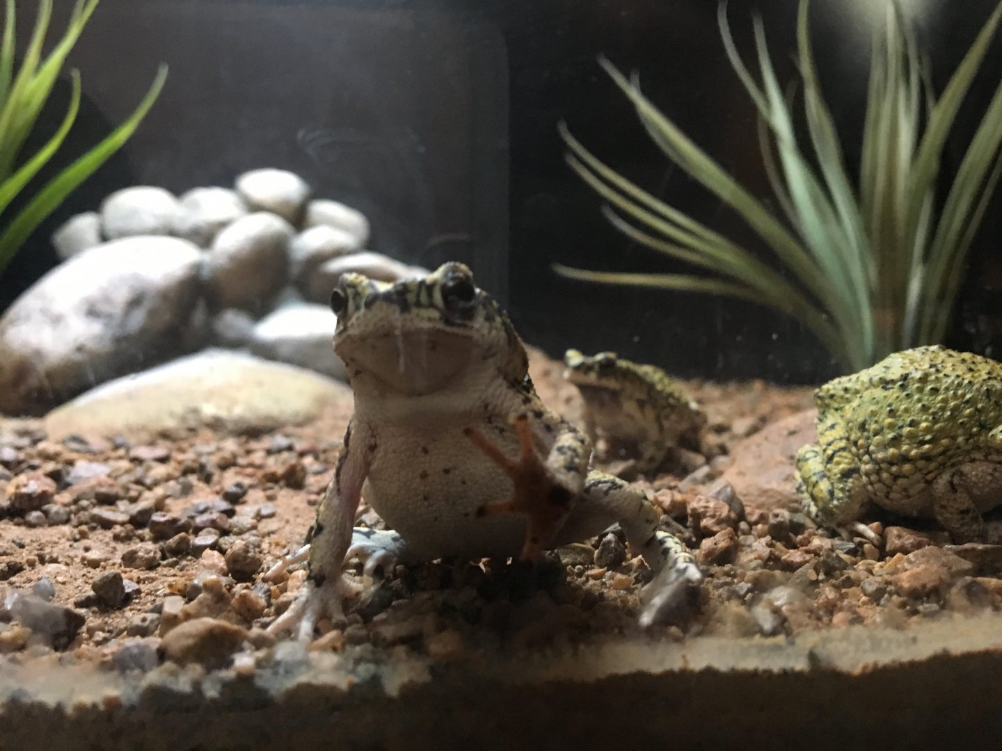 Couch's spadefoot toads