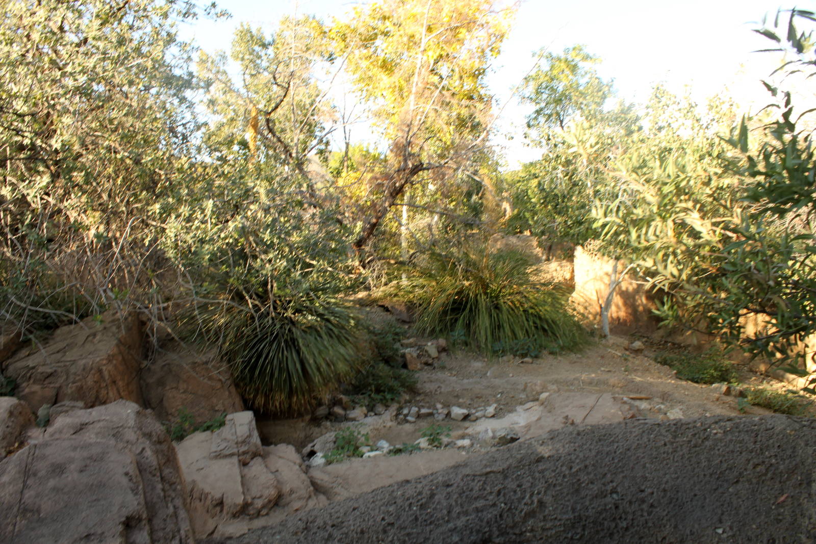 Coue's White-tailed Deer and Merriam's Turkey Exhibit
