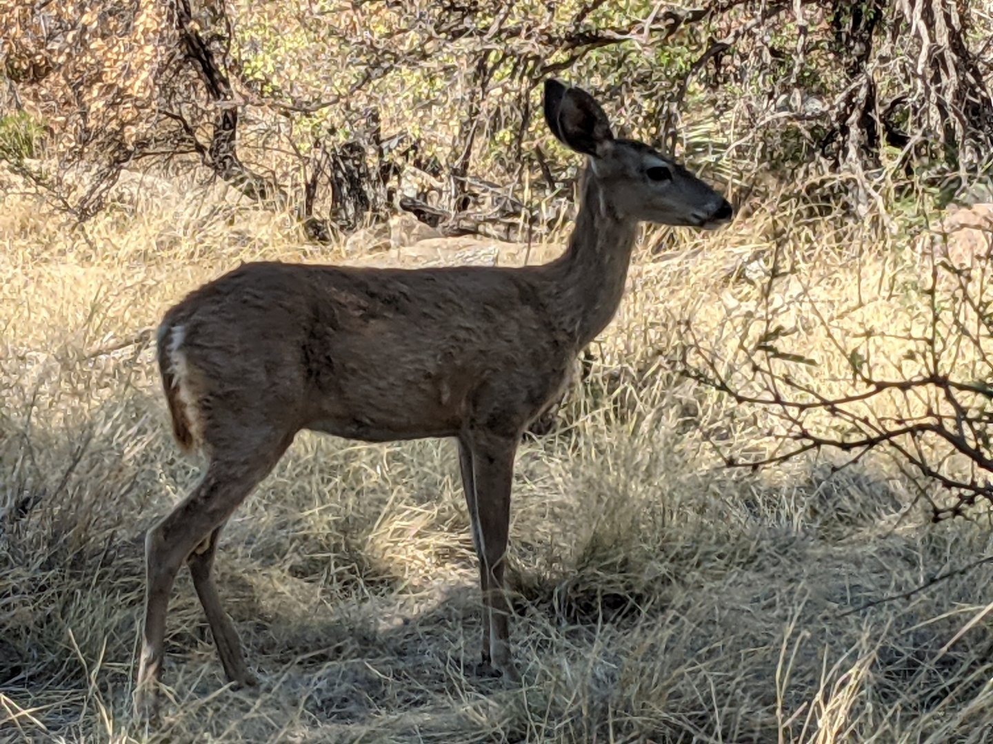 Coue's white tailed deer (Odocoileus virginanus couesi)