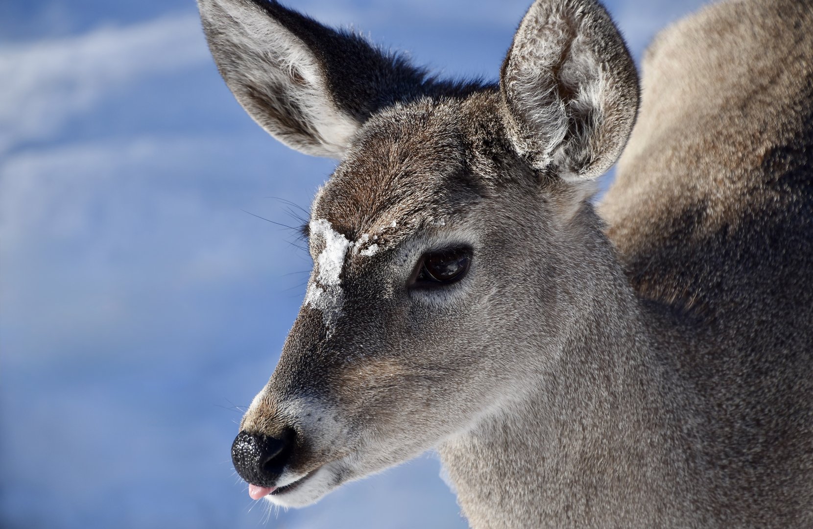 Coue's White-Tailed Deer (Odocoileus virginianus couesi) female