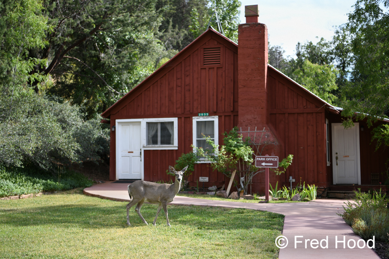 Coue's white-tailed deer (wild)