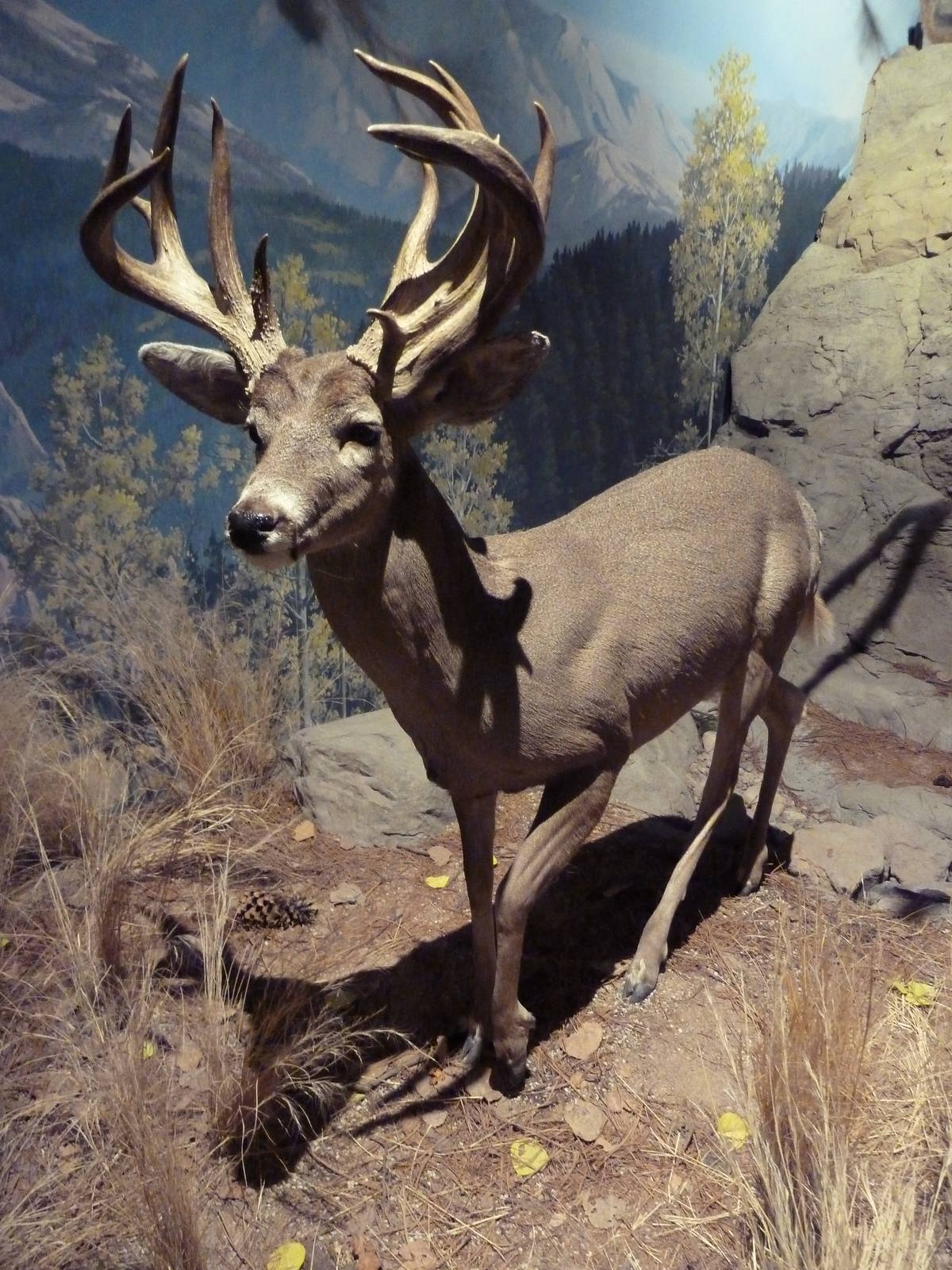 Coues White-Tailed Deer