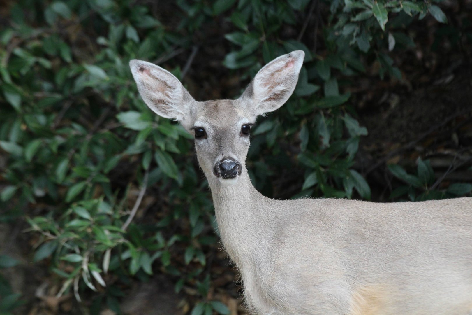 Coues White-tailed Deer