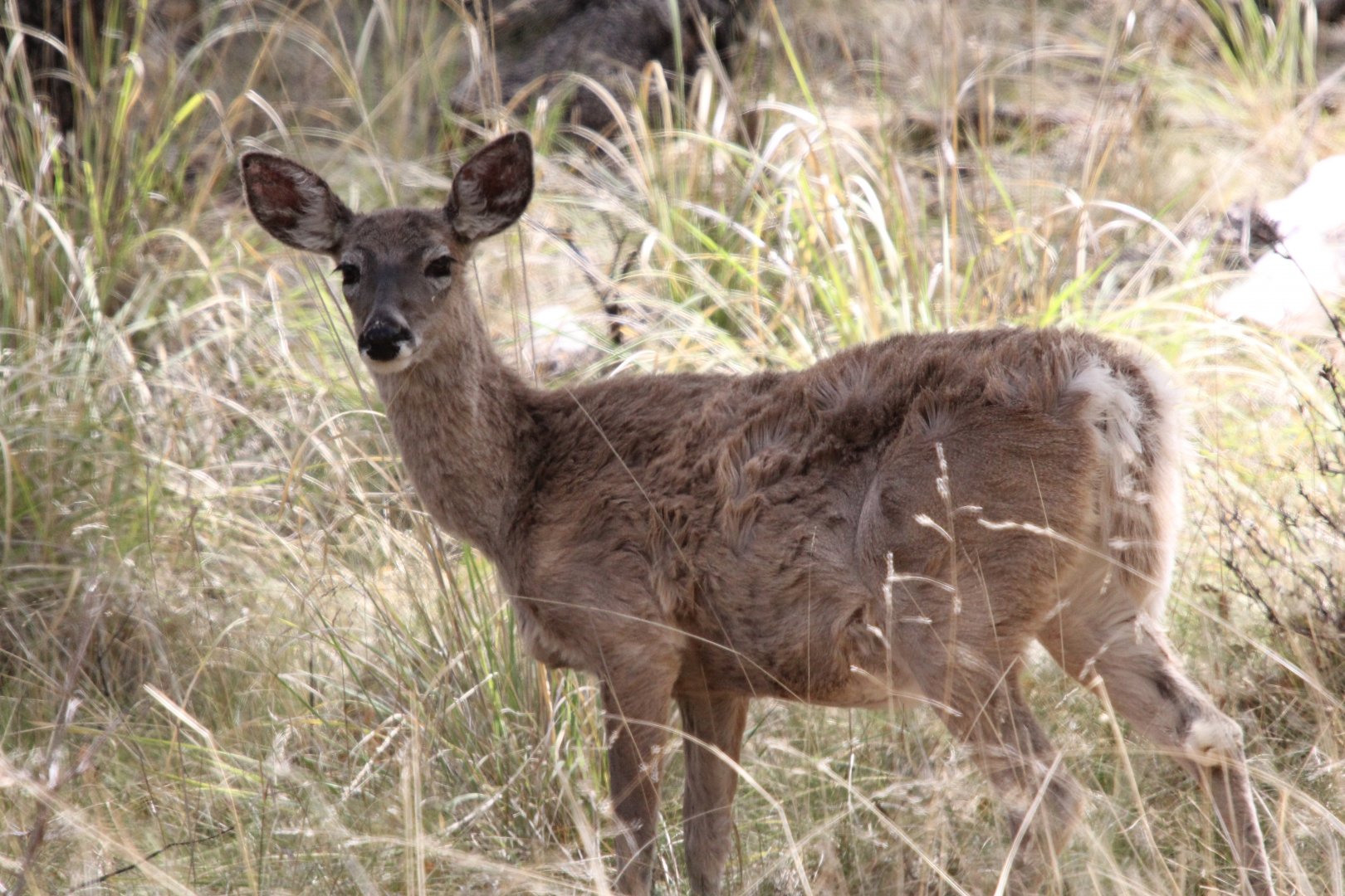 Coues Whitetail  (Odocoileus virginianus couesi)
