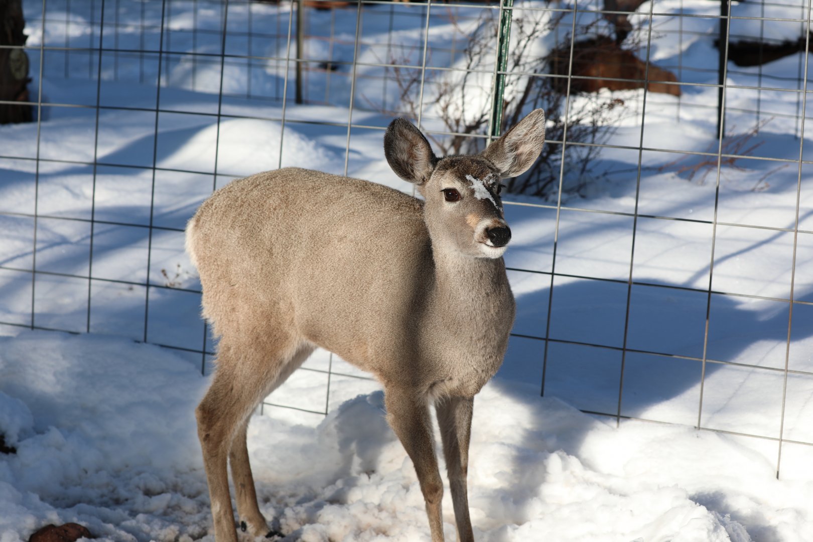 Coues's White-tailed Deer (Odocoileus virginianus couesi)