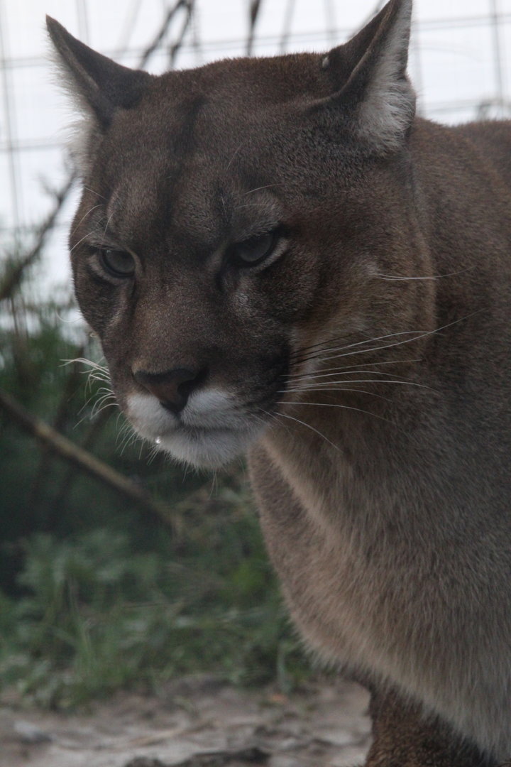 Cougar- 4th November 2023