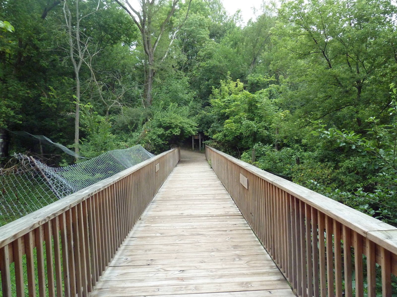 Cougar + American Black Bear Exhibits - Viewing Bridge