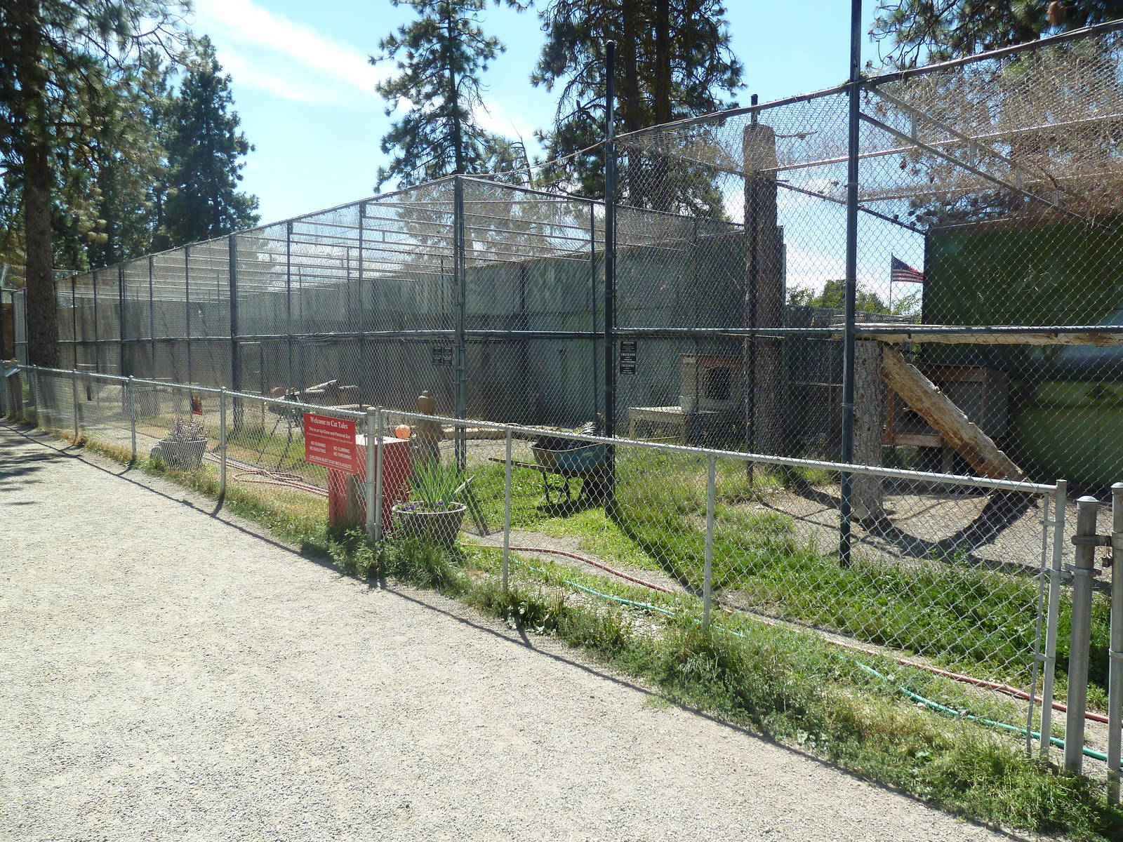 Cougar + Amur Leopard Exhibits