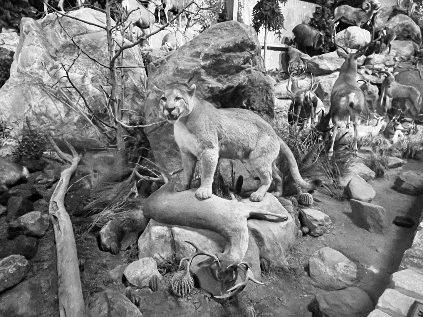 Cougar and Coues Whitetail