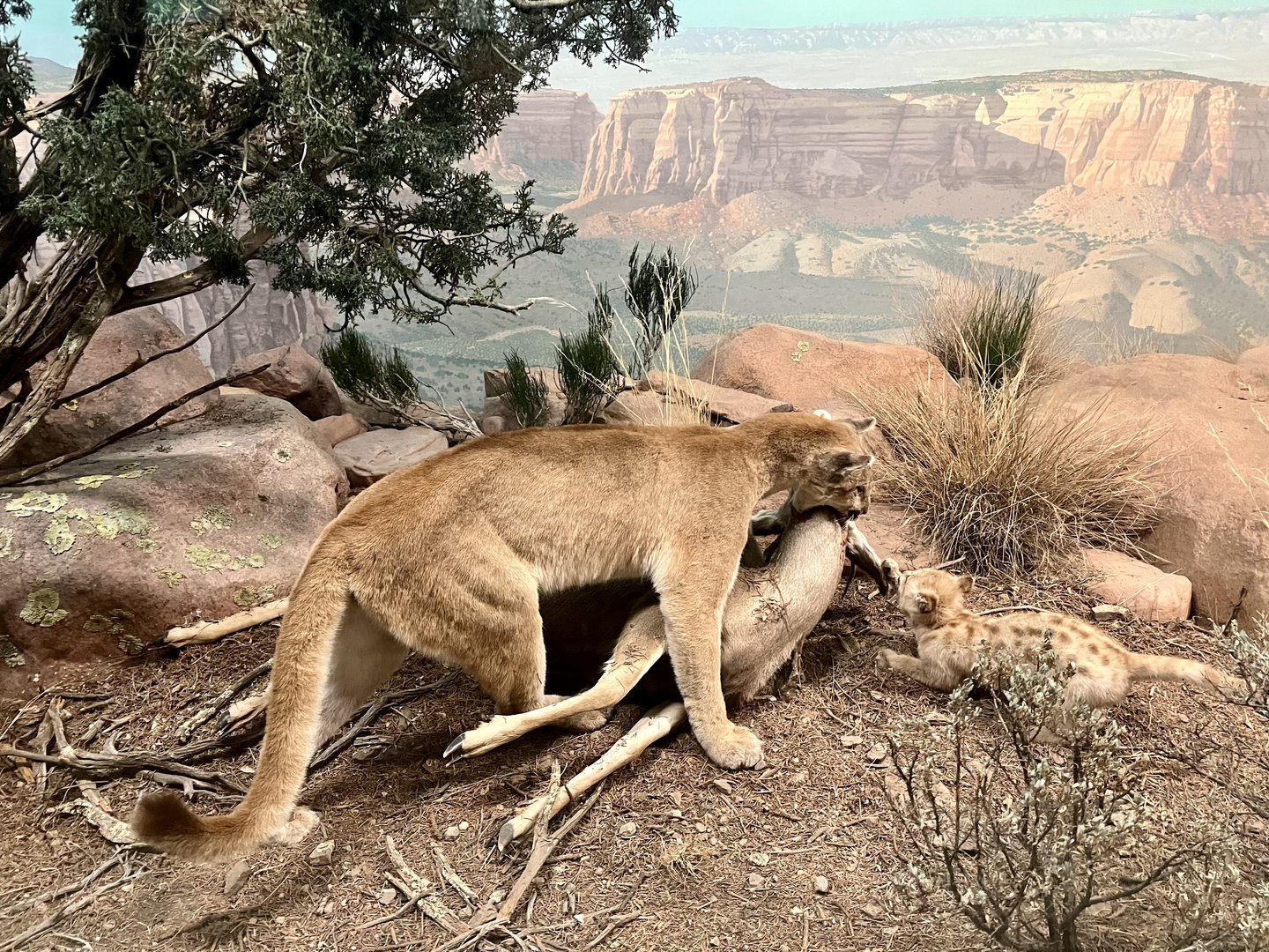 Cougar and Mule Deer