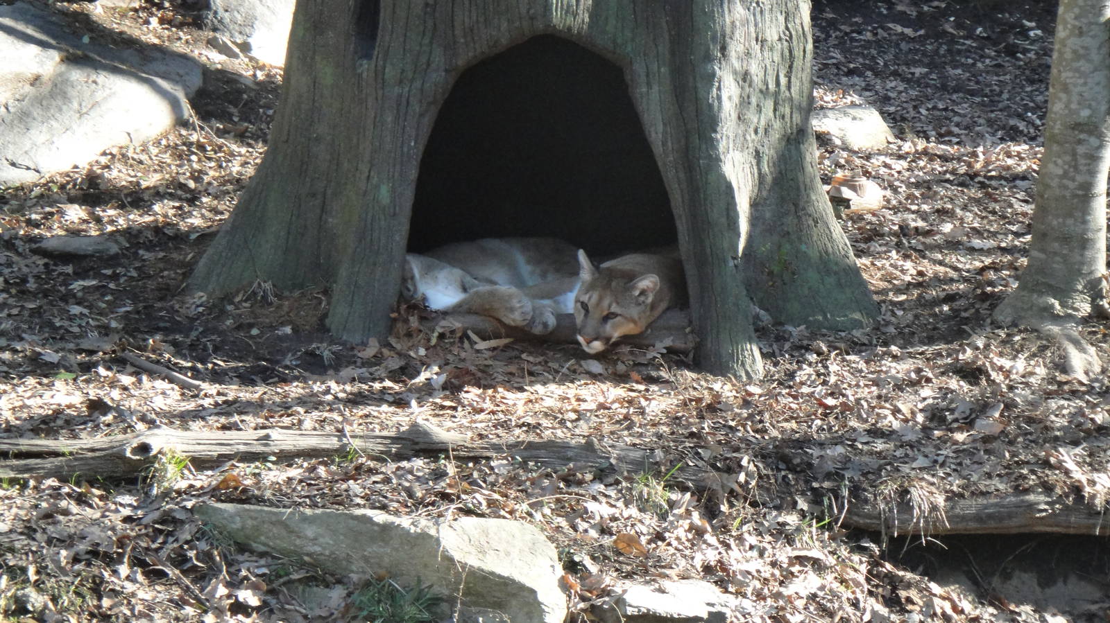 Cougar at North Carolina zoo 2015-1-19