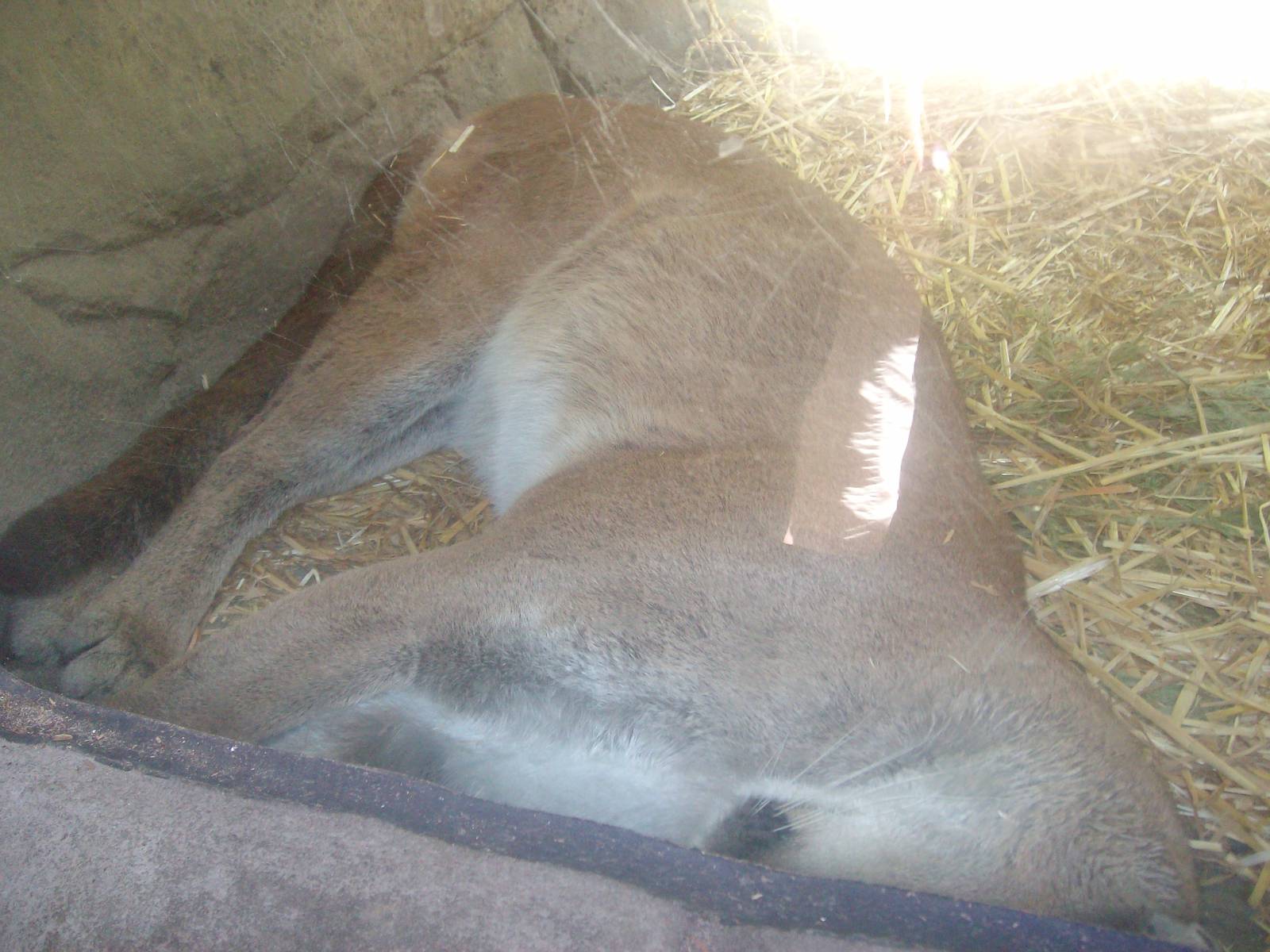 Cougar at Oregon Zoo