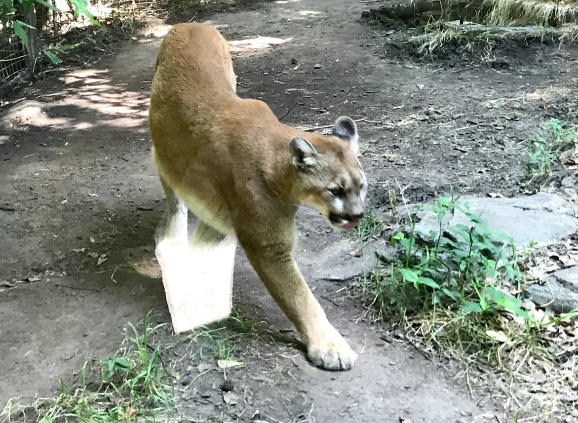 Cougar at the North Carolina Zoo