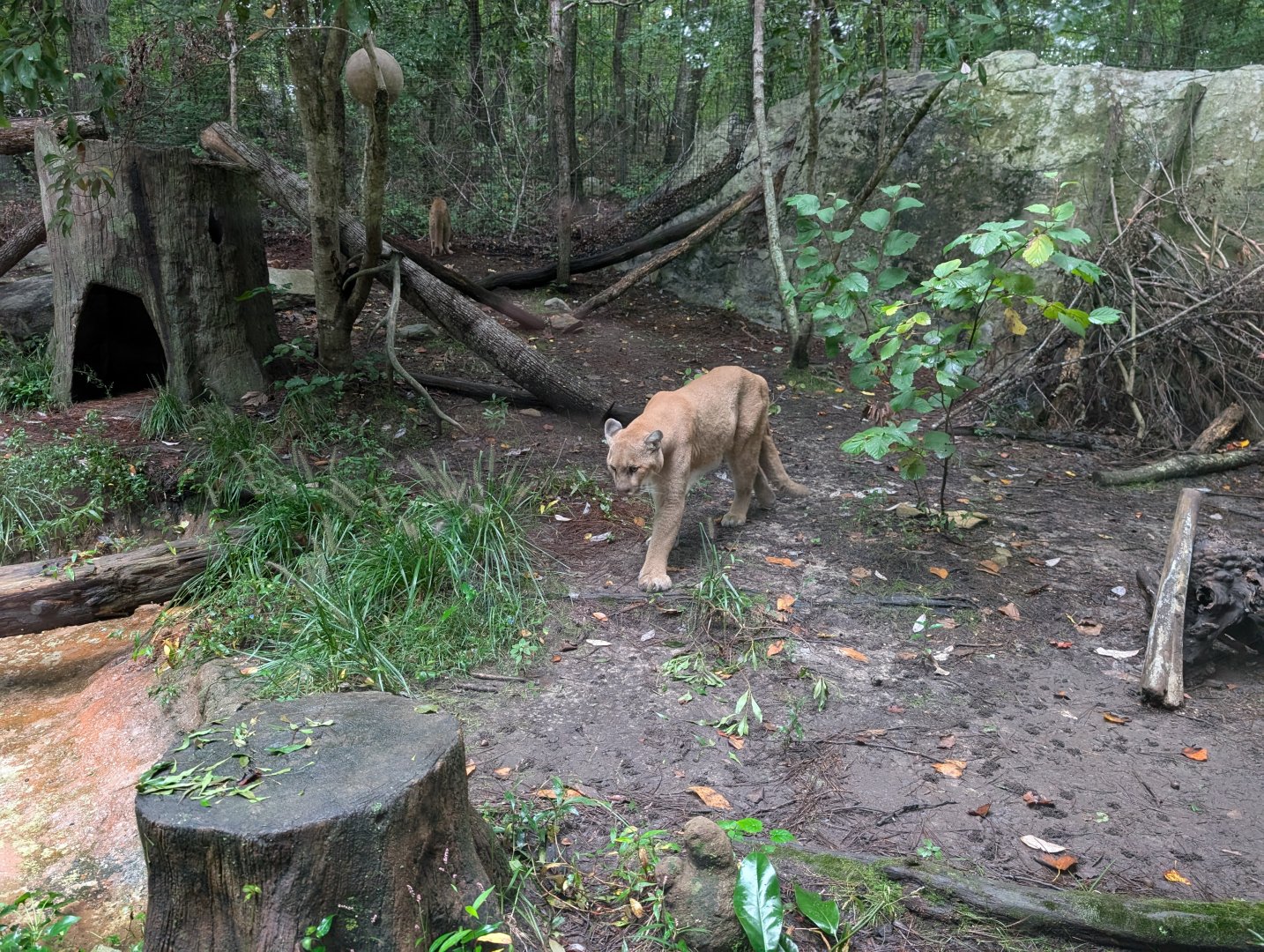 Cougar at the North Carolina Zoo