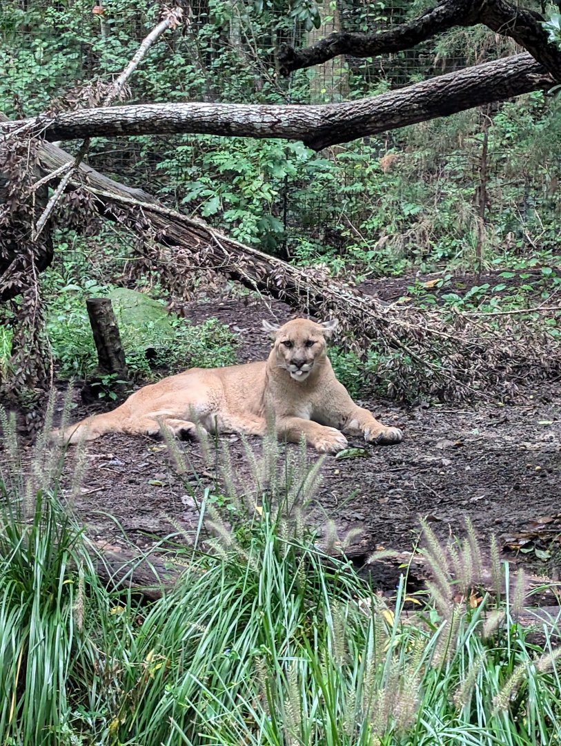 Cougar at the North Carolina Zoo